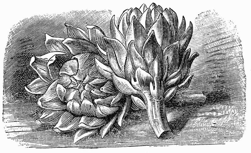 无人,横图,黑白,插画,室内,特写,白天,白色背景,正面,抽象,数码,科技,蔬菜,阴影,条纹,新鲜,网络,朝鲜蓟,食品,高光,几何,计算机图形,合成,图画,手绘,画,食物,两个,灰色,洋蓟,创意,有机食品,绿色食品,虚幻,电脑合成图,数码合成图,合成图,漫画,素描,写实,具体,具象,菜蓟,法国百合,球洋蓟,蔬菜之皇,洋百合