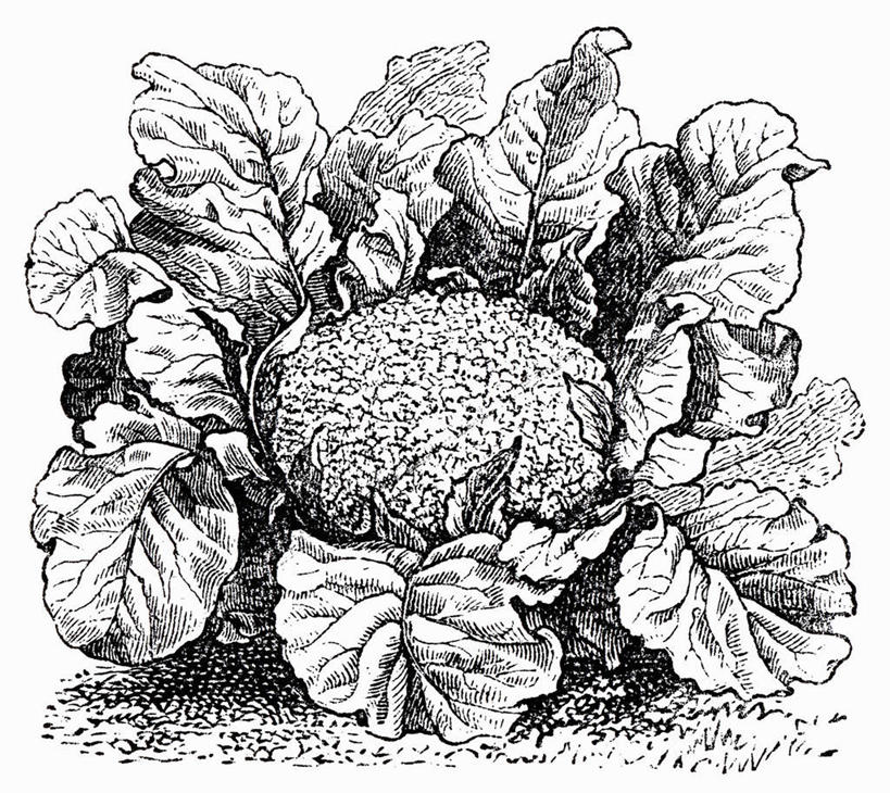 无人,横图,黑白,插画,室内,特写,白天,白色背景,正面,抽象,数码,科技,蔬菜,椰菜,卷心菜,叶子,阴影,新鲜,网络,食品,绿叶,高光,几何,计算机图形,合成,图画,手绘,画,食物,一个,嫩叶,甘蓝,创意,有机食品,绿色食品,抱子甘蓝,芽甘蓝,单个,虚幻,电脑合成图,数码合成图,合成图,漫画,素描,写实,具体,具象,球芽甘蓝,子持甘蓝,叶,叶片,结球甘蓝,甘兰,包心菜