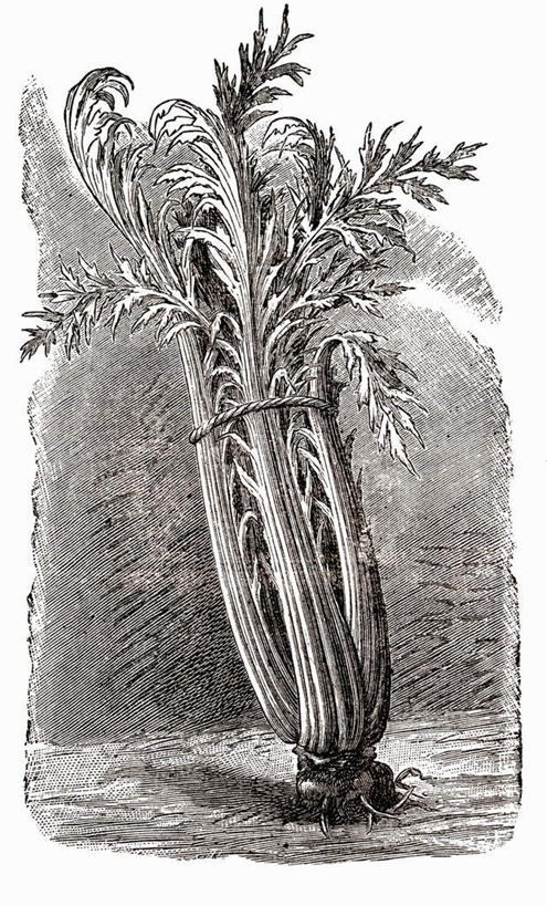 无人,竖图,黑白,插画,室内,特写,白天,白色背景,正面,抽象,数码,科技,芹菜,蔬菜,叶子,一根,阴影,新鲜,网络,食品,绿叶,高光,几何,计算机图形,合成,图画,手绘,画,食物,一个,绳子,嫩叶,创意,有机食品,绿色食品,单个,捆绑,绳索,虚幻,电脑合成图,数码合成图,合成图,漫画,素描,写实,具体,具象,叶,叶片,药芹,水芹,旱芹