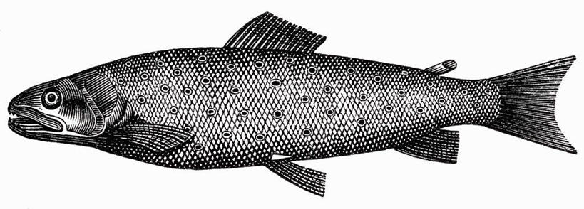 海鲜,无人,横图,黑白,插画,室内,特写,白天,白色背景,正面,抽象,数码,科技,鳟鱼,一条,阴影,网络,鱼,斑点,高光,几何,计算机图形,合成,图画,水产,鱼类,海洋生物,手绘,画,创意,虚幻,电脑合成图,数码合成图,合成图,水生动物,海产品,水生物,漫画,素描,海底动物,写实,具体,具象,鮅,赤眼鱼,红目鳟,红眼棒,野草鱼,全身