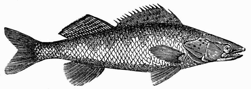 海鲜,无人,横图,黑白,插画,室内,特写,白天,白色背景,正面,抽象,数码,科技,一条,阴影,网络,鱼,高光,几何,计算机图形,合成,图画,水产,鱼类,海洋生物,手绘,画,创意,虚幻,电脑合成图,数码合成图,合成图,水生动物,海产品,水生物,漫画,素描,海底动物,梭子鱼,写实,具体,具象,海狼鱼,金梭鱼,梭鱼,全身