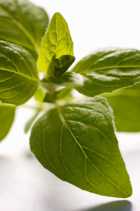 无人,竖图,俯视,室内,特写,白天,白色背景,植物,餐桌,桌子,叶子,阴影,反射,影子,绿叶,草药,药草,中药,嫩叶,摄影,影棚,餐台,药材,中草药,墨角兰,中药材,本草,马郁兰草,叶,叶片,彩图,高角度拍摄,影棚拍摄,拍摄