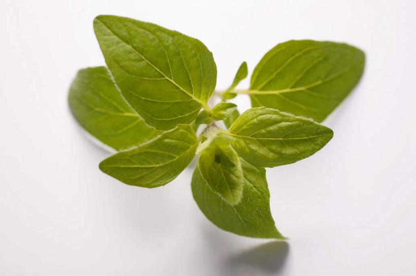 无人,横图,俯视,室内,特写,白天,白色背景,植物,餐桌,桌子,叶子,阴影,反射,影子,绿叶,草药,药草,中药,嫩叶,摄影,影棚,餐台,药材,中草药,墨角兰,中药材,本草,马郁兰草,叶,叶片,彩图,高角度拍摄,影棚拍摄,拍摄