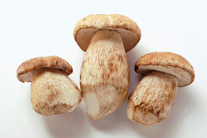 无人,横图,俯视,室内,特写,白天,白色背景,蔬菜,一排,阴影,新鲜,整齐,反射,影子,菌菇,食品,菌类,草菇,食物,排列,三个,食用菌,摄影,有机食品,绿色食品,影棚,队列,麻菇,美味草菇,彩图,高角度拍摄,影棚拍摄,拍摄