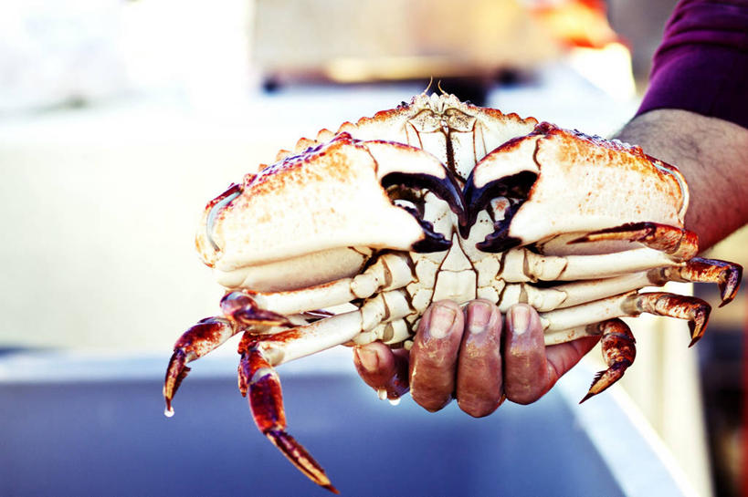 海鲜,蟹,西方人,手,一个人,站,横图,室内,特写,白天,正面,欧洲,欧洲人,仅一个男性,仅一个人,握,阴影,服装,朦胧,模糊,反射,螃蟹,影子,拿,拿着,休闲装,水产,海洋生物,仅一个年轻男性,一只,衣服,站着,休闲,手部,休闲服,握着,服饰,单手,水生动物,海产品,水生物,海底动物,石蟹,蟹化石,男人,男性,年轻男性,白种人,站立,半身,彩图