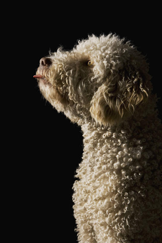 头,无人,坐,竖图,室内,特写,白天,侧面,宠物,狗,阴影,黑色背景,反射,影子,猎犬,注视,一只,动物,观察,看,可爱,摄影,影棚,观看,察看,关注,忠诚,葡萄牙水犬,头部,犬,抬头,仰头,坐着,半身,彩图,影棚拍摄,拍摄,单猎犬