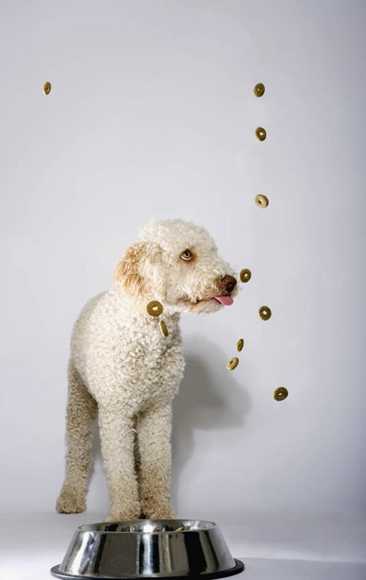 无人,站,吃,竖图,室内,白天,白色背景,正面,宠物,狗,金属制品,许多,阴影,反射,金属,影子,食品,猎犬,营养,注视,食物,一只,动物,容器,观察,看,站着,可爱,摄影,影棚,观看,储藏,察看,狗粮,储存,关注,饲料,下降,降落,忠诚,葡萄牙水犬,舌头,犬,嚼,食,站立,彩图,全身,影棚拍摄,拍摄,犬粮,单猎犬,贮存