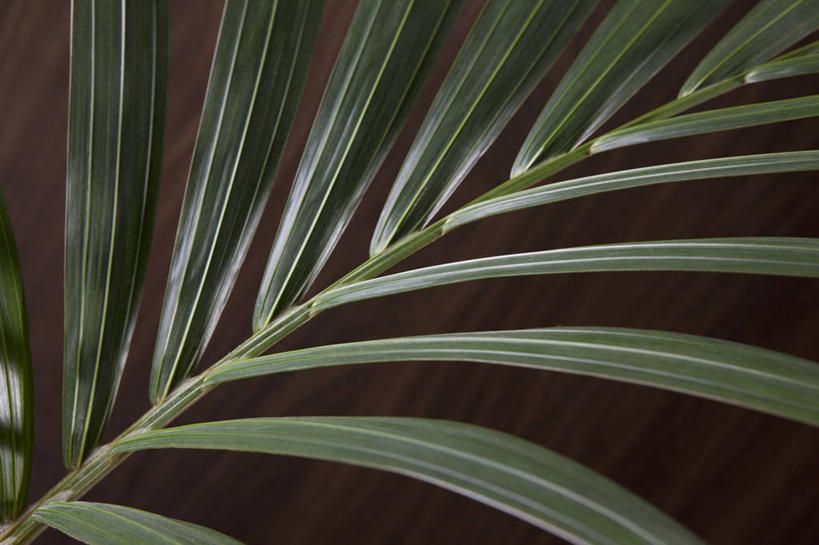 无人,横图,室内,特写,白天,正面,植物,棕榈树,叶子,黑色背景,朦胧,模糊,绿叶,树,树木,绿色,自然,嫩叶,摄影,影棚,生长,成长,棕榈叶,叶,叶片,棕树,棕榈,彩图,影棚拍摄,拍摄
