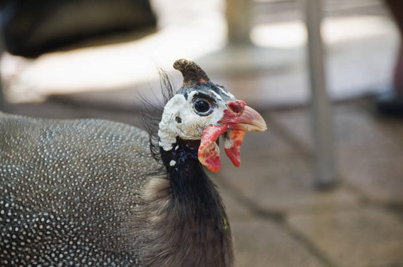 无人,站,横图,室外,特写,白天,侧面,旅游,度假,美景,植物,鸟,澳大利亚,朦胧,模糊,鸟类,景观,枝条,注视,娱乐,树,树木,树枝,一只,自然,观察,看,站着,享受,休闲,景色,放松,观看,察看,关注,自然风光,大洋洲,澳洲,珍珠鸡,昆士兰州,南方大陆,澳大利亚联邦,昆士兰,鹫珠鸡,虬枝,枝杈,站立,半身,彩图