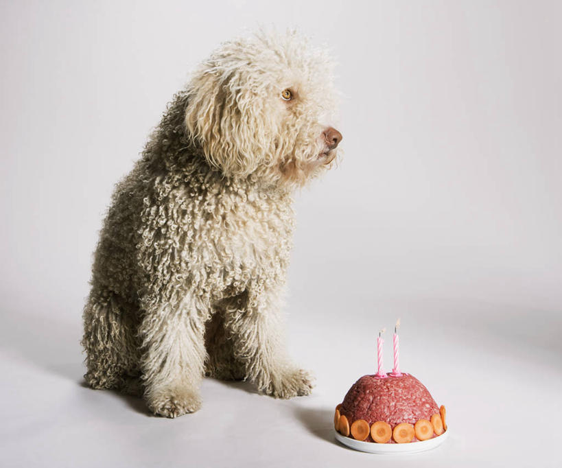 点心,无人,坐,横图,室内,白天,白色背景,正面,宠物,狗,萝卜,胡萝卜,蔬菜,餐具,蜡烛,阴影,新鲜,光线,碟子,火焰,盘,影子,烛光,食品,猎犬,燃烧,扭头,注视,文化,食物,糕点,一只,动物,盘子,碟,生日蛋糕,点燃,观察,看,祈祷,转头,可爱,许愿,摄影,有机食品,绿色食品,影棚,观看,纪念,祈求,察看,关注,忠诚,葡萄牙水犬,平安,犬,红萝卜,甘荀,坐着,彩图,全身,影棚拍摄,拍摄,单猎犬,蛋糕