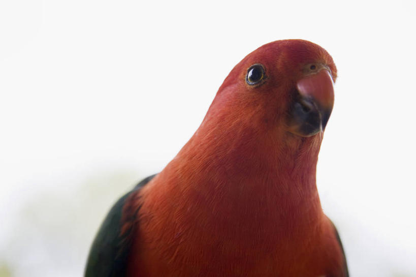 头,无人,站,横图,室内,特写,白天,白色背景,正面,鸟,鹦鹉,阴影,反射,鸟类,影子,注视,一只,红色,动物,观察,看,站着,可爱,摄影,活泼,影棚,观看,察看,关注,观赏鸟,长尾鹦鹉,头部,站立,半身,彩图,影棚拍摄,拍摄