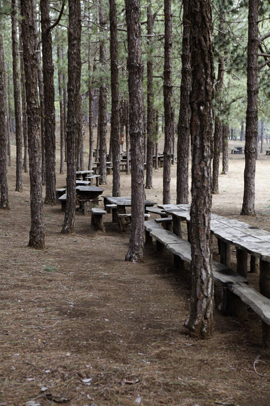 无人,竖图,室外,白天,正面,旅游,度假,美景,树林,植物,椅子,西班牙,欧洲,朦胧,模糊,木椅,景观,娱乐,树,树木,绿色,自然,享受,休闲,景色,放松,生长,成长,加纳利群岛,南欧,自然风光,加那利群岛,西班牙王国,费罗岛,耶罗岛,彩图