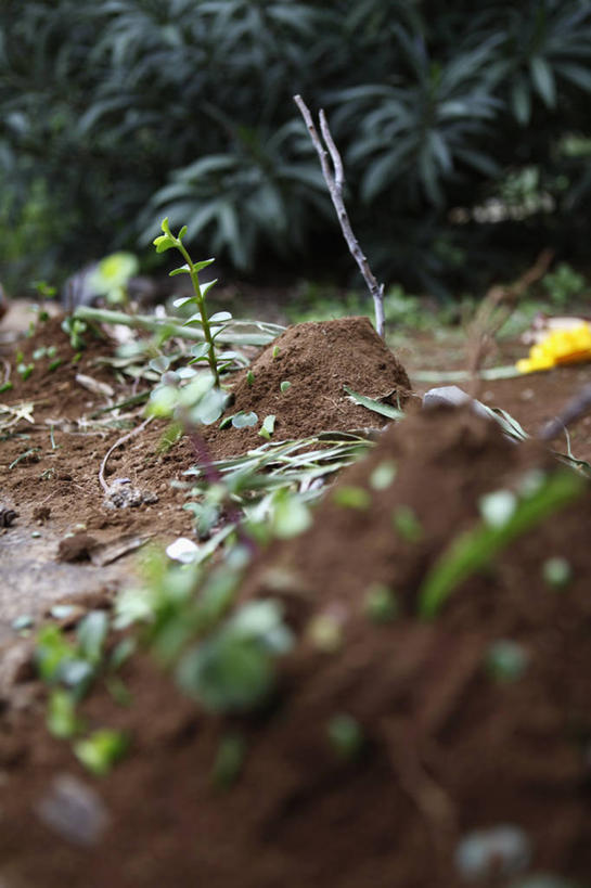 无人,竖图,室外,特写,白天,正面,旅游,度假,美景,树林,植物,西班牙,欧洲,朦胧,模糊,景观,泥土,土壤,娱乐,树,树木,绿色,自然,享受,休闲,景色,放松,生长,成长,加纳利群岛,南欧,自然风光,加那利群岛,红壤,西班牙王国,费罗岛,耶罗岛,红土,彩图