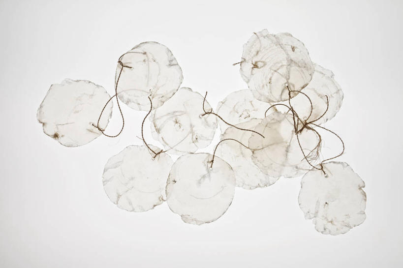 无人,横图,室内,特写,白天,白色背景,正面,贝壳,许多,透明,摄影,影棚,河蚌,蚌,水蚌,通明,贝类外壳,软体动物外壳,彩图,影棚拍摄,拍摄,珠母