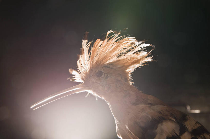 头,无人,站,横图,室内,特写,白天,侧面,鸟,阴影,朦胧,模糊,光线,鸟类,影子,灯光,注视,一只,观察,看,站着,观看,察看,关注,戴胜,戴胜鸟,鸡冠鸟,山和尚,头部,站立,半身,彩图