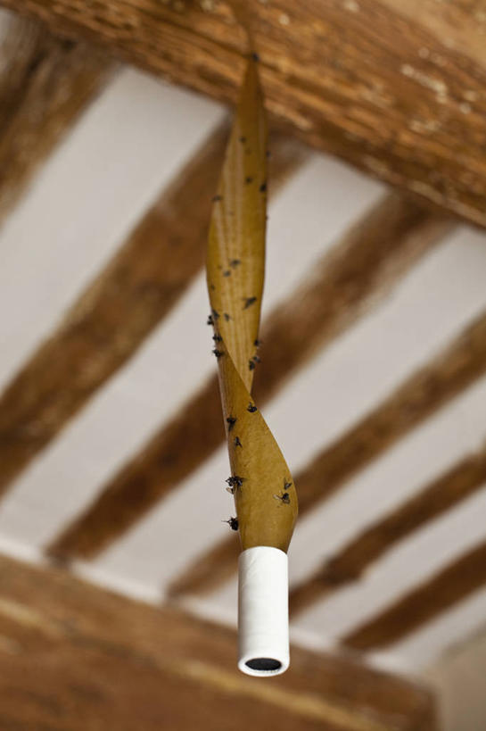 无人,竖图,室内,特写,白天,仰视,苍蝇,许多,细菌,昆虫,屋顶,很多,顶棚,动物,诱惑,勾引,死亡,毁灭,病菌,害虫,传染,四害,殒命,灭亡,歼灭,消灭,引诱,彩图,低角度拍摄,全身,粘蝇纸,清除