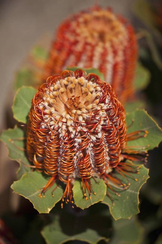 无人,竖图,俯视,室外,特写,白天,美景,植物,叶子,阴影,朦胧,模糊,盛开,光线,纹理,影子,景观,绿叶,花蕾,花,花瓣,花朵,鲜花,两朵,红色,绿色,阳光,自然,花苞,花蕊,嫩叶,景色,自然风光,山龙眼,肌理,黄豆树,叶,叶片,叶脉,彩图,高角度拍摄,大力王