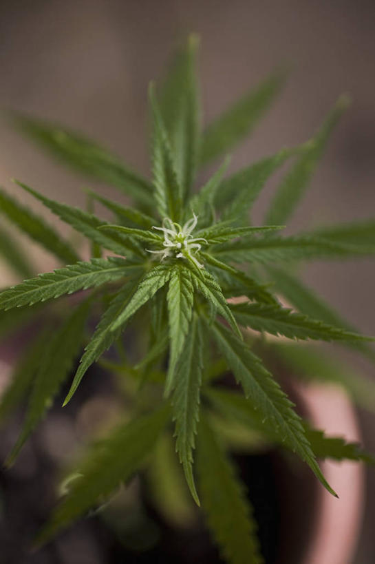 无人,竖图,俯视,室外,特写,白天,植物,叶子,朦胧,模糊,盆栽,纹理,绿叶,盆景,绿色,自然,嫩叶,生长,成长,一盆,毒品,大麻,肌理,大麻草,叶,叶片,叶脉,彩图,高角度拍摄