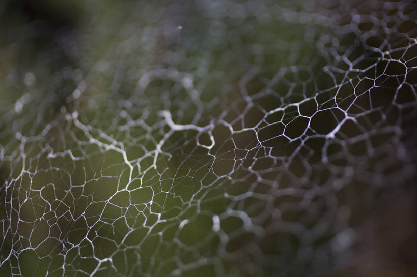 无人,横图,室外,特写,白天,正面,阴影,朦胧,模糊,反射,纹路,蜘蛛网,网,纹理,影子,蜘蛛丝,肌理,蛛网,捕杀,猎取,蛛丝,彩图