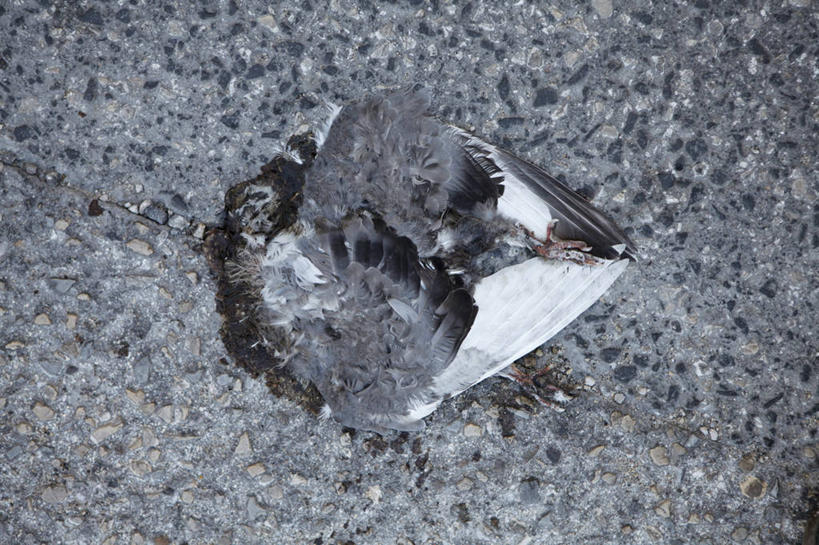 无人,躺,横图,俯视,室外,特写,白天,道路,路,鸟,阴影,光线,斑鸠,鸟类,影子,小路,交通,一只,阳光,死亡,殒命,灭亡,欧斑鸠,卧着,躺着,卧,彩图,高角度拍摄,全身