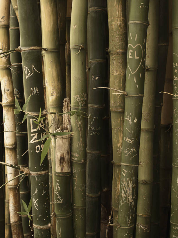 无人,竖图,室外,白天,正面,爱情,旅游,度假,纯洁,美景,竹子,非洲,南非,爱心,标志,雕刻,文字,字符,字母,景观,竹林,浪漫,娱乐,标识,自然,享受,休闲,温暖,温馨,心形,景色,恩爱,放松,公文,和睦,高雅,自然风光,奉献,质朴,正直,阿非利加洲,雕镂,雕琢,镌刻,南非共和国,西开普省,担当,独立宣言,心型,竹,彩图,美国独立宣言,文献,奋进,操守,融洽,四君子,岁寒三友,性坚,虚怀,虚心,文书,善群,卓尔