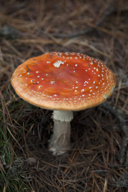 无人,竖图,俯视,室外,特写,白天,旅游,度假,美景,森林,树林,植物,德国,欧洲,枯萎,景观,蘑菇,枯草,菌类,娱乐,草,树,树木,一个,黄色,绿色,自然,享受,休闲,橙色,景色,放松,生长,单个,成长,有毒,西欧,自然风光,德意志联邦共和国,毒蝇伞,毒蝇鹅膏菌,巴伐利亚,巴伐利亚州,拜恩州,拜恩自由州,毒蘑菇,捕蝇菌,毒蝇菌,彩图,高角度拍摄,蟆菌