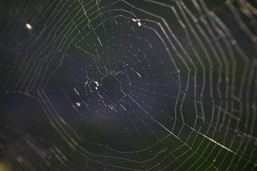 无人,横图,室外,特写,白天,正面,美景,澳大利亚,阴影,朦胧,模糊,光线,蜘蛛网,网,影子,景观,阳光,自然,景色,庞大,复杂,蜘蛛丝,自然风光,大洋洲,澳洲,墨尔本,南方大陆,首府,蛛网,澳大利亚联邦,维多利亚,维多利亚州,新金山,繁杂,捕杀,猎取,蛛丝,彩图