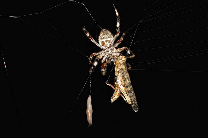 无人,吃,横图,室外,特写,夜晚,正面,美景,昆虫,蜘蛛,蜘蛛网,网,景观,自然,动物,两只,景色,蜘蛛丝,八脚螅,蛾,飞蛾,自然风光,节肢动物,益虫,害虫,蛛网,波丝,蛾子,捕杀,猎取,蛛丝,嚼,食,彩图,全身