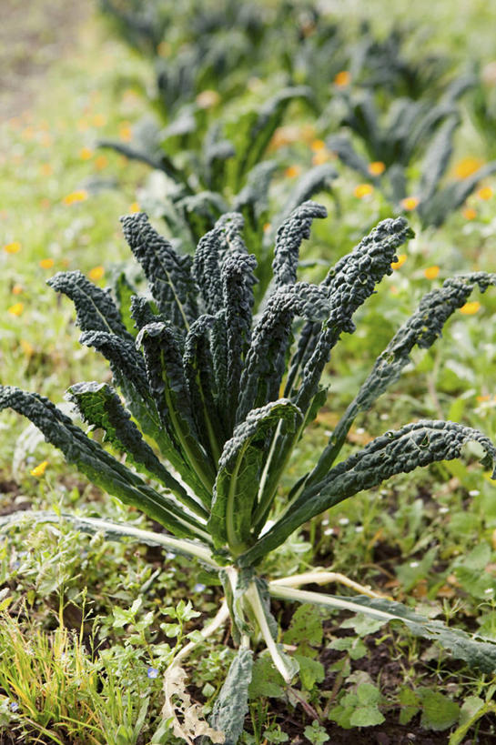 无人,农田,竖图,室外,特写,白天,正面,旅游,度假,庄稼,农作物,美景,蔬菜,美国,朦胧,模糊,新鲜,景观,食品,甜菜,娱乐,食物,自然,享受,休闲,景色,放松,有机食品,绿色食品,北美,北美洲,加利福尼亚,自然风光,美洲,加州,加利福尼亚州,金州,黄金州,北亚美利加洲,亚美利加洲,菾菜,马林县,彩图,耕地,庄稼田