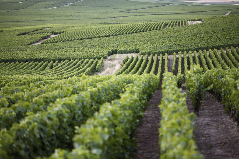 无人,果园,农田,横图,室外,白天,正面,旅游,度假,庄稼,农作物,美景,山,山脉,田园,法国,欧洲,景观,山峰,山峦,娱乐,葡萄园,架子,自然,庄园,群山,享受,休闲,景色,放松,支撑,固定,自然风光,葡萄架,法兰西共和国,法兰西第五共和国,香槟.阿登,香槟.阿登大区,马恩省,兰斯,彩图,耕地,庄稼田