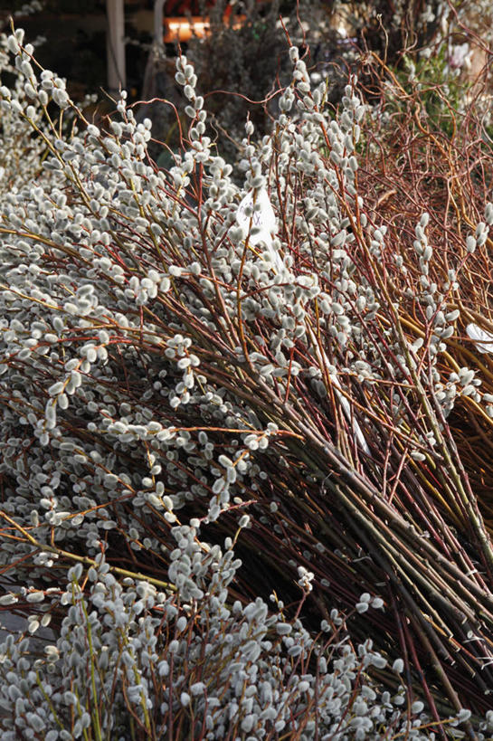 无人,竖图,室外,特写,白天,正面,花海,花圃,美景,植物,叶子,德国,欧洲,朦胧,模糊,盛开,景观,花蕾,慕尼黑,花,花瓣,花朵,花卉,鲜花,绿色,自然,花丛,花束,花田,花苞,花蕊,景色,西欧,自然风光,香蒲,德意志联邦共和国,首府,巴伐利亚,巴伐利亚州,拜恩州,拜恩自由州,东方香蒲,蒲菜,蒲草,水烛,彩图