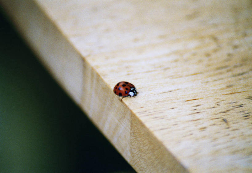 无人,横图,俯视,室外,特写,白天,瓢虫,朦胧,模糊,木制,昆虫,板凳,斑点,凳子,注视,一只,动物,木制品,观察,看,趴着,观看,察看,关注,益虫,七星瓢虫,花大姐,趴,彩图,高角度拍摄,全身