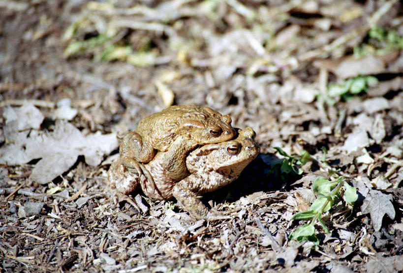 无人,横图,俯视,室外,特写,白天,蟾蜍,野生动物,叶子,阴影,朦胧,模糊,光线,影子,泥土,土壤,枯叶,落叶,注视,阳光,动物,观察,看,趴着,两只,活泼,观看,察看,关注,蟾,叶,叶片,癞蛤蟆,蛤蟆,趴,彩图,高角度拍摄,全身