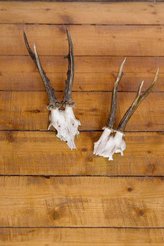 颅骨,无人,竖图,室内,特写,白天,正面,野生动物,羊,静物,木制,墙,墙壁,墙面,两个,动物,木制品,白山羊,野山羊,鼻骨,顶骨,额骨,颈椎,颞骨,下颌骨,颧骨,北美野山羊,野生白山羊,头盖骨,山羊,彩图