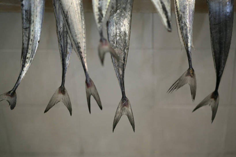 海鲜,无人,横图,室内,特写,白天,正面,购物,消费,一排,许多,吊挂,悬挂,整齐,鱼,集市,市场,很多,挂,水产,鱼类,海洋生物,排列,金融,队列,水生动物,海产品,水生物,选购,贸易,海底动物,鱼尾,半身,彩图,鱼市