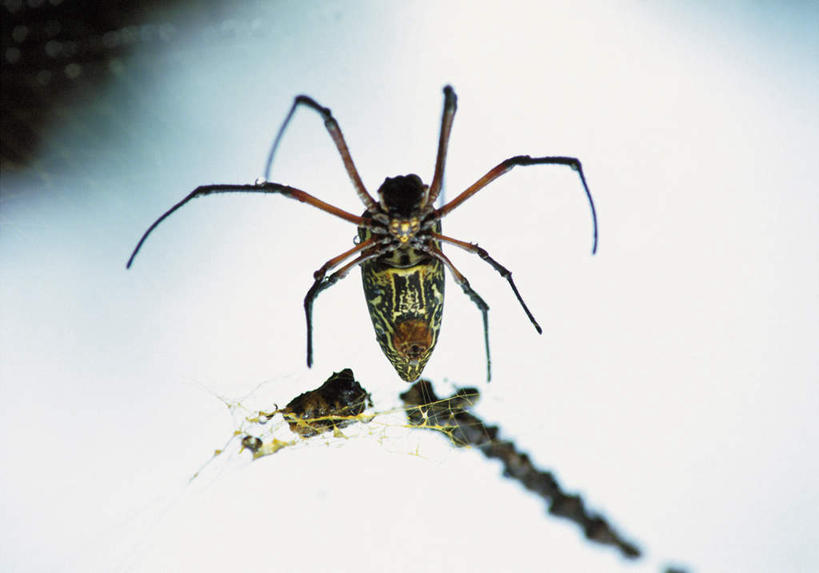 无人,横图,室内,特写,白天,正面,吊挂,悬挂,阴影,朦胧,模糊,光线,昆虫,蜘蛛,蜘蛛网,网,影子,挂,一只,动物,八脚螅,节肢动物,益虫,蛛网,波丝,捕杀,猎取,彩图,全身