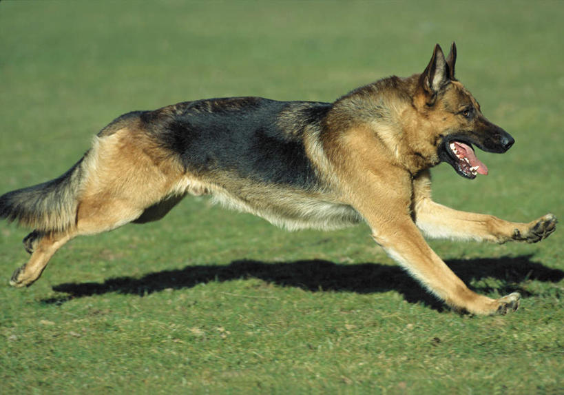 无人,跑,横图,室外,白天,侧面,草地,草坪,美景,植物,宠物,狗,阴影,朦胧,模糊,光线,影子,景观,草,一只,绿色,阳光,自然,动物,张嘴,景色,可爱,牧羊犬,德国牧羊犬,自然风光,张大嘴巴,忠诚,德国狼犬,黑背,张开嘴,犬,跑步,彩图,全身