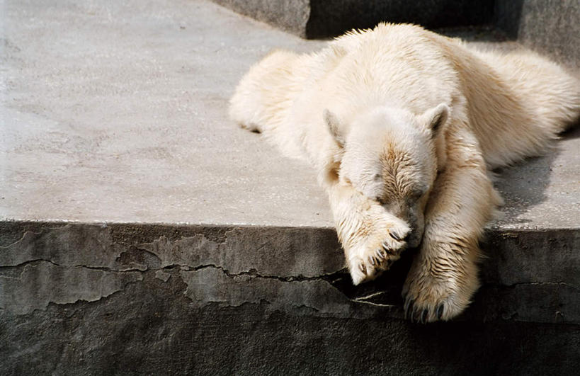 无人,睡,横图,俯视,室外,白天,旅游,度假,美景,北极熊,野生动物,熊,阴影,光线,影子,景观,地面,娱乐,一只,自然,动物,趴着,享受,休闲,景色,放松,自然风光,凶猛,残暴,凶残,白熊,困,困觉,趴,寝息,睡觉,半身,彩图,高角度拍摄