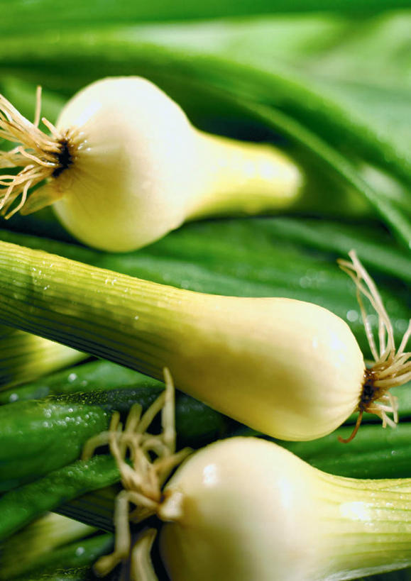 无人,竖图,俯视,室内,特写,白天,蔬菜,蒜,叶子,三根,阴影,朦胧,模糊,新鲜,光线,影子,食品,根须,绿叶,食物,嫩叶,有机食品,绿色食品,蒜苗,蒜薹,蒜毫,蒜苔,叶,叶片,彩图,高角度拍摄