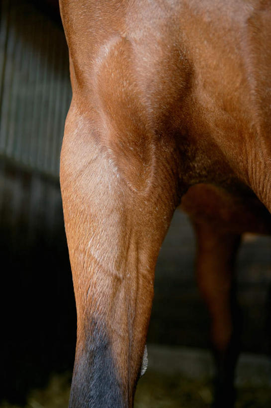 无人,农场,站,竖图,室内,特写,白天,正面,畜牧业,牧场,马,野生动物,阴影,光线,影子,马厩,马场,一匹,动物,站着,运输,牲畜,畜牧,牧业,站立,半身,彩图