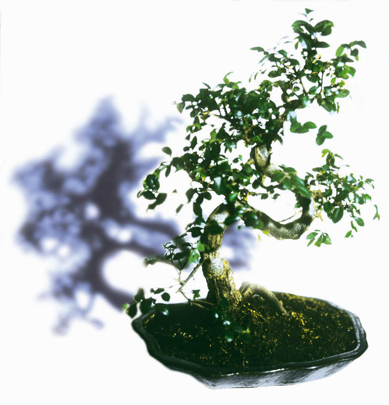 无人,竖图,俯视,室内,特写,白天,白色背景,植物,静物,阴影,朦胧,模糊,装饰,光线,盆栽,影子,盆景,一个,绿色,自然,假花,摄影,影棚,生长,单个,成长,华丽,修饰,点缀,衬托,美观,雅致,雅观,彩图,高角度拍摄,影棚拍摄,拍摄,仿真花,人造花