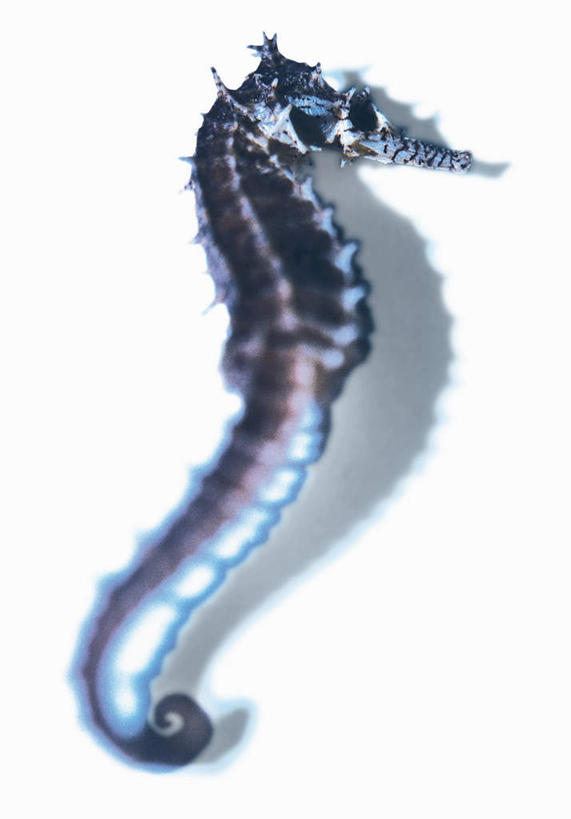 无人,躺,竖图,俯视,室内,特写,白天,白色背景,静物,雕塑,阴影,朦胧,模糊,艺术,装饰,光线,鱼,雕刻,雕像,影子,注视,鱼类,海洋生物,一个,工艺品,观察,看,摄影,影棚,单个,观看,纪念,海马,美术,察看,关注,水生动物,主题,水生物,陈列,海底动物,功能,美学,漆雕,卧着,躺着,卧,彩图,高角度拍摄,全身,影棚拍摄,拍摄