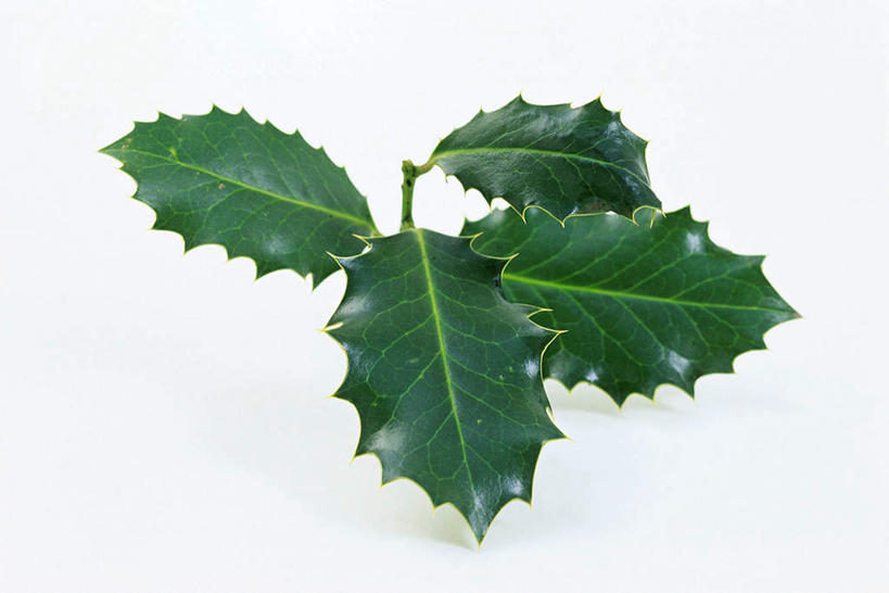 无人,横图,室内,特写,白天,白色背景,正面,叶子,四片,阴影,光线,影子,绿叶,嫩叶,摄影,冬青,影棚,希望,生命,槲寄生,冻青,丰饶,叶,叶片,彩图,影棚拍摄,拍摄