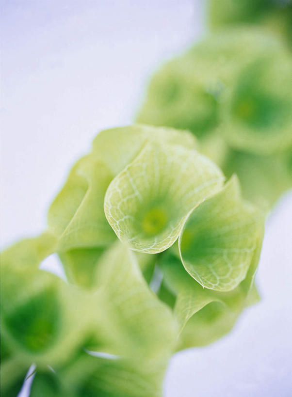 无人,竖图,俯视,室内,特写,白天,白色背景,阴影,朦胧,模糊,盛开,光线,影子,花蕾,花,花瓣,花朵,鲜花,一朵,花苞,花蕊,摄影,影棚,毛地黄,指顶花,心脏草,洋地黄,热爱,彩图,高角度拍摄,影棚拍摄,拍摄