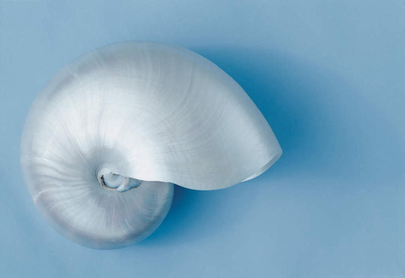 无人,横图,俯视,室内,特写,白天,阴影,蓝色背景,光线,鹦鹉螺,影子,海螺,海洋生物,一个,摄影,影棚,单个,软体动物,峨螺,水生动物,水生物,海底动物,彩图,高角度拍摄,全身,影棚拍摄,拍摄