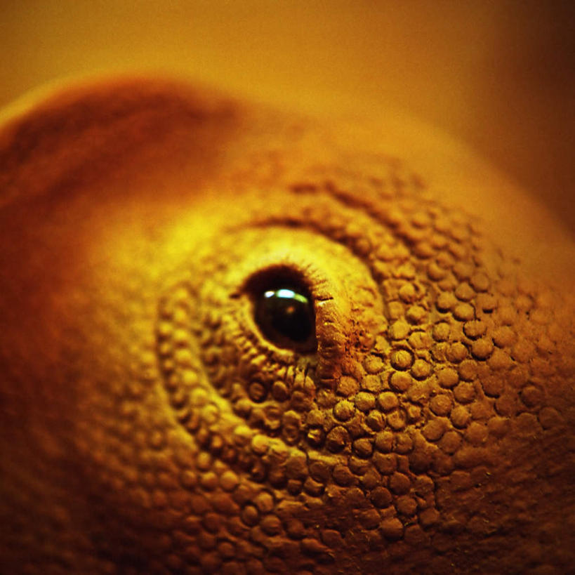 脸,头,眼睛,脸颊,眉毛,睫毛,无人,竖图,室外,特写,白天,正面,野生动物,蜥蜴,瞳孔,注视,动物,观察,看,眼部,观看,察看,关注,石龙子,泉龙,猪婆蛇,四脚蛇,蜴,头部,睫,脸部,脸蛋,眉,面部,眼,眼睫毛,眼眉,半身,彩图,眼眉毛