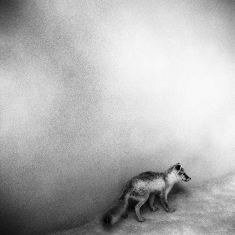 无人,走,竖图,室内,白天,正面,狐狸,野生动物,阴影,环保,反射,影子,墙,注视,墙壁,墙面,一只,动物,观察,看,观看,察看,关注,狡猾,狡诈,步行,散步,走路,全身