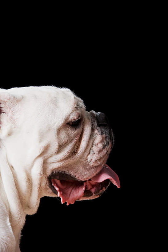 无人,站,竖图,室内,特写,白天,侧面,宠物,狗,黑色背景,斗牛犬,注视,一只,动物,观察,看,站着,张嘴,可爱,摄影,影棚,观看,察看,关注,牛头犬,张大嘴巴,忠诚,英国斗牛犬,斗牛狗,老虎狗,英国老虎犬,舌头,张开嘴,犬,站立,半身,彩图,影棚拍摄,拍摄