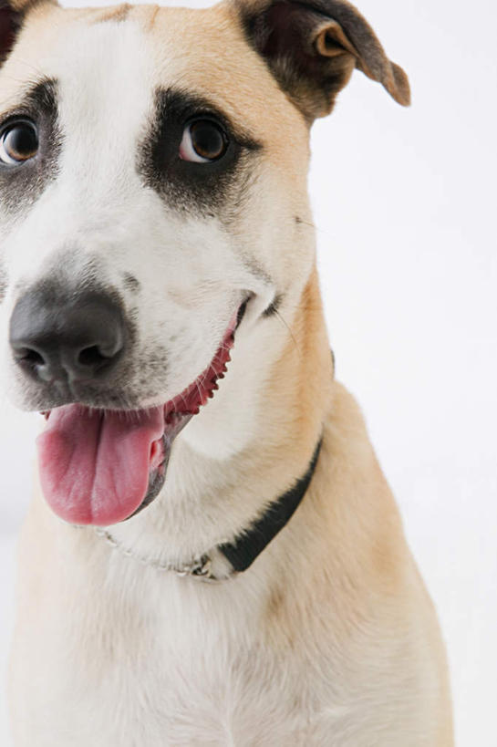 脸,头,脸颊,无人,站,竖图,室内,特写,白天,白色背景,正面,宠物,狗,注视,一只,动物,观察,看,站着,张嘴,可爱,摄影,影棚,观看,察看,关注,张大嘴巴,忠诚,舌头,头部,脸部,脸蛋,面部,张开嘴,犬,站立,半身,彩图,影棚拍摄,拍摄