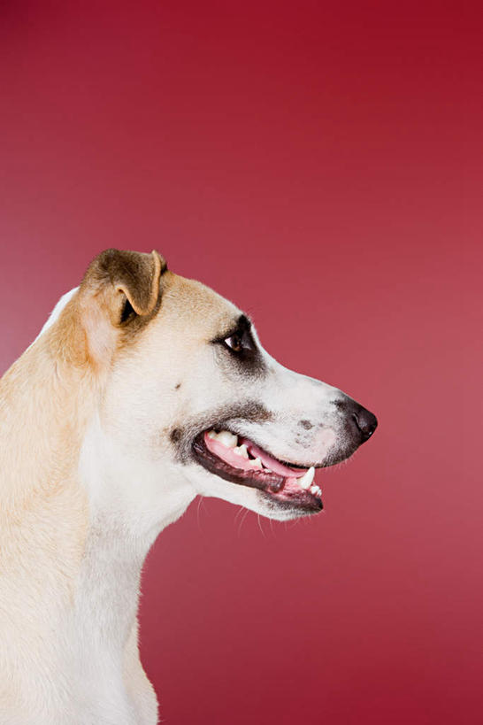 脸,头,脸颊,无人,站,竖图,室内,特写,白天,侧面,宠物,狗,红色背景,注视,一只,动物,观察,看,站着,张嘴,可爱,摄影,影棚,观看,察看,关注,张大嘴巴,忠诚,舌头,头部,脸部,脸蛋,面部,张开嘴,犬,站立,半身,彩图,影棚拍摄,拍摄